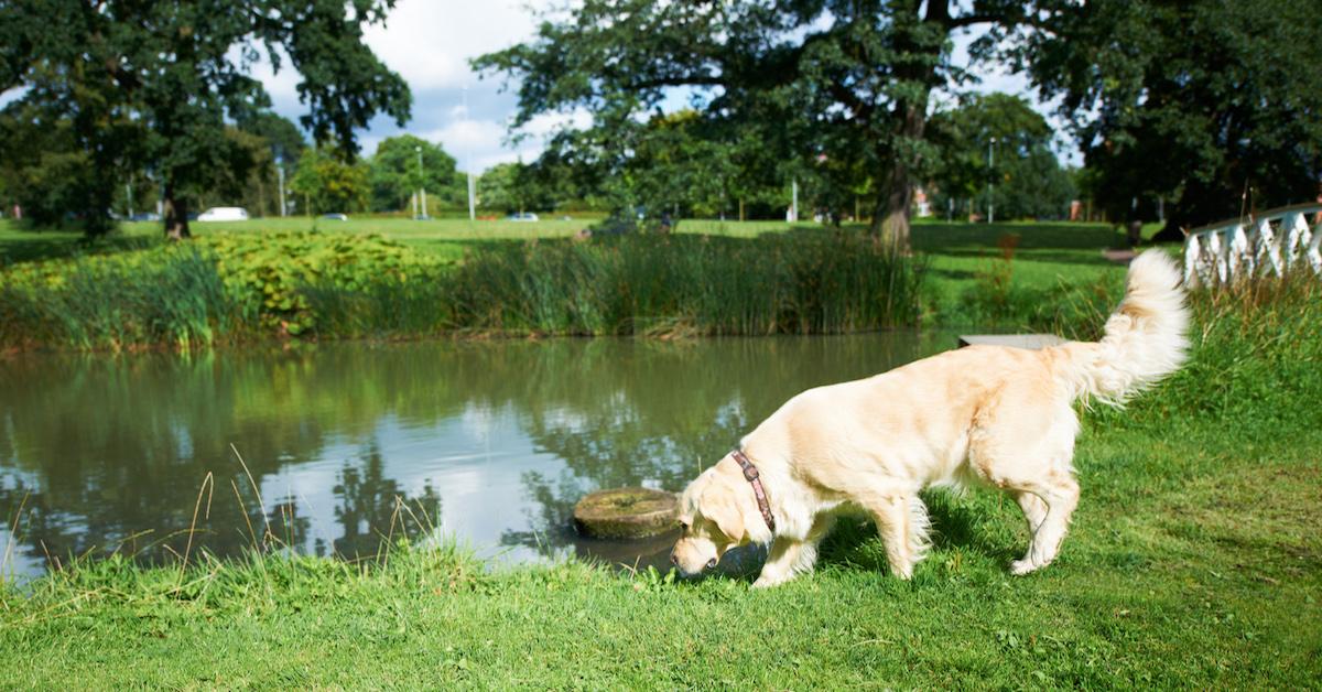 Can cicadas hurt dogs?