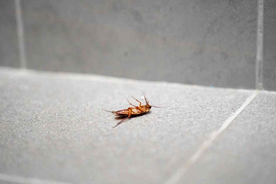 A dead cockroach lays face up on gray tiles. 