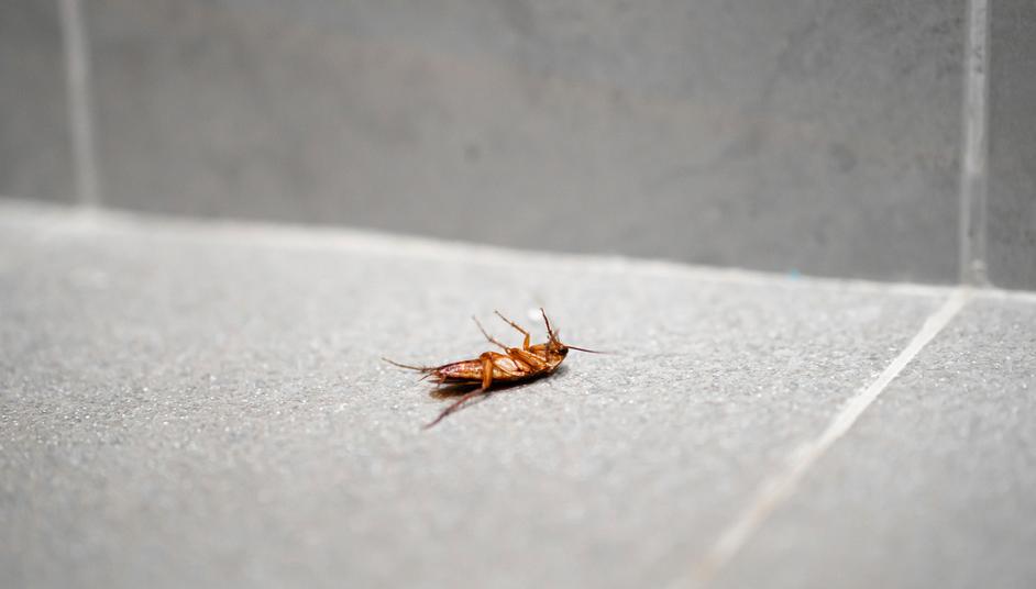 Can Cockroaches Live in Your Penis? When a Meme Goes Wrong