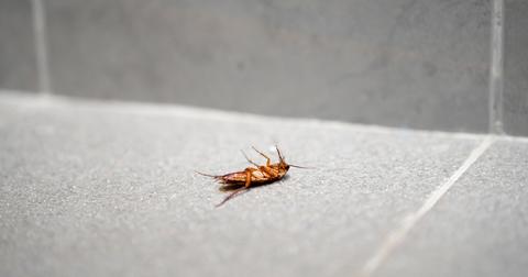 A dead cockroach lays face up on gray tiles.