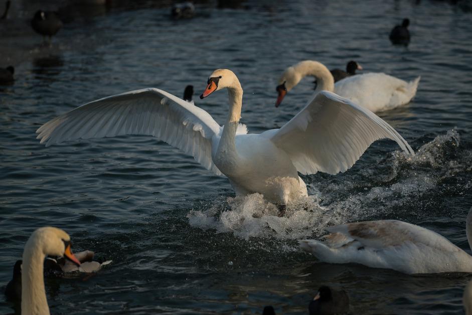 A group of swans in a pond where one in the middle has their wings spread out. 