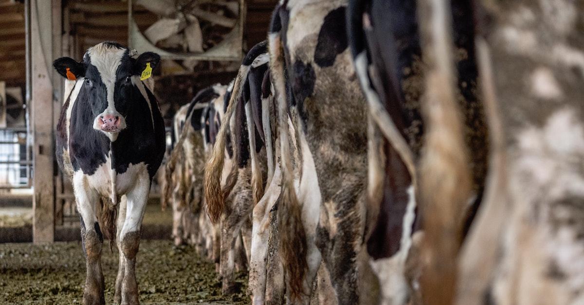What Is Factory Farming And How Does It Affect The Environment 