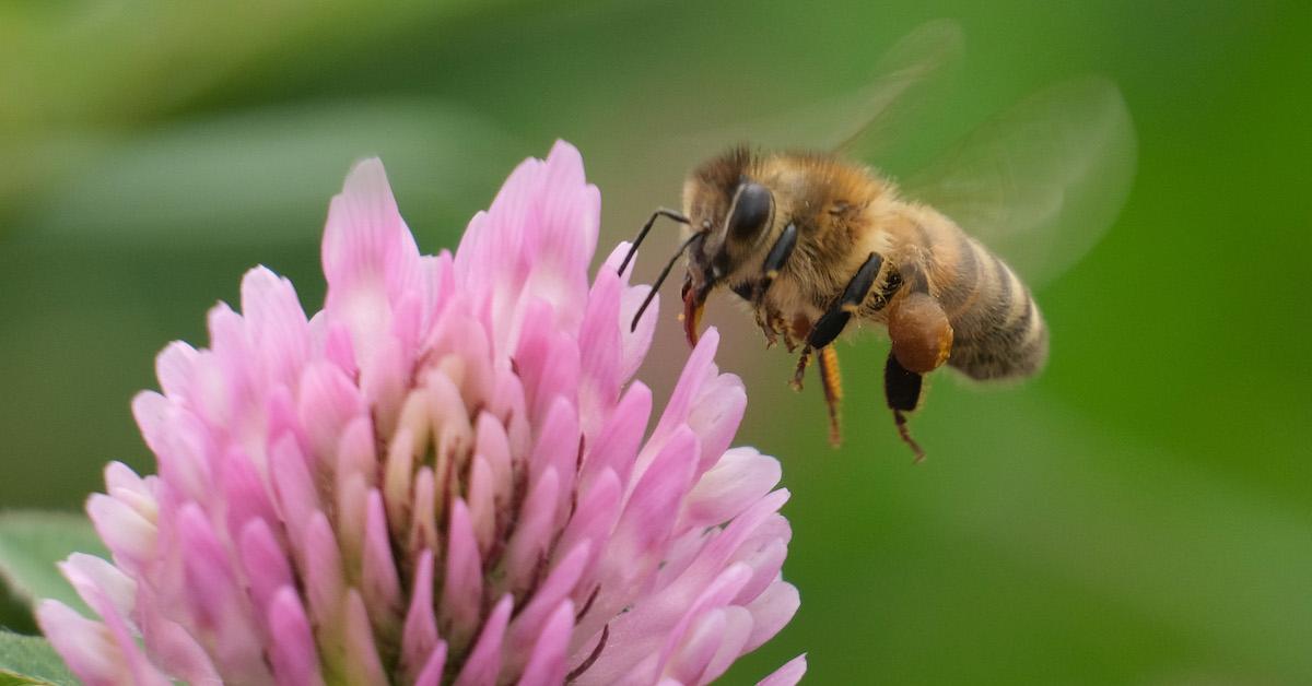 Una abeja en una flor rosa.