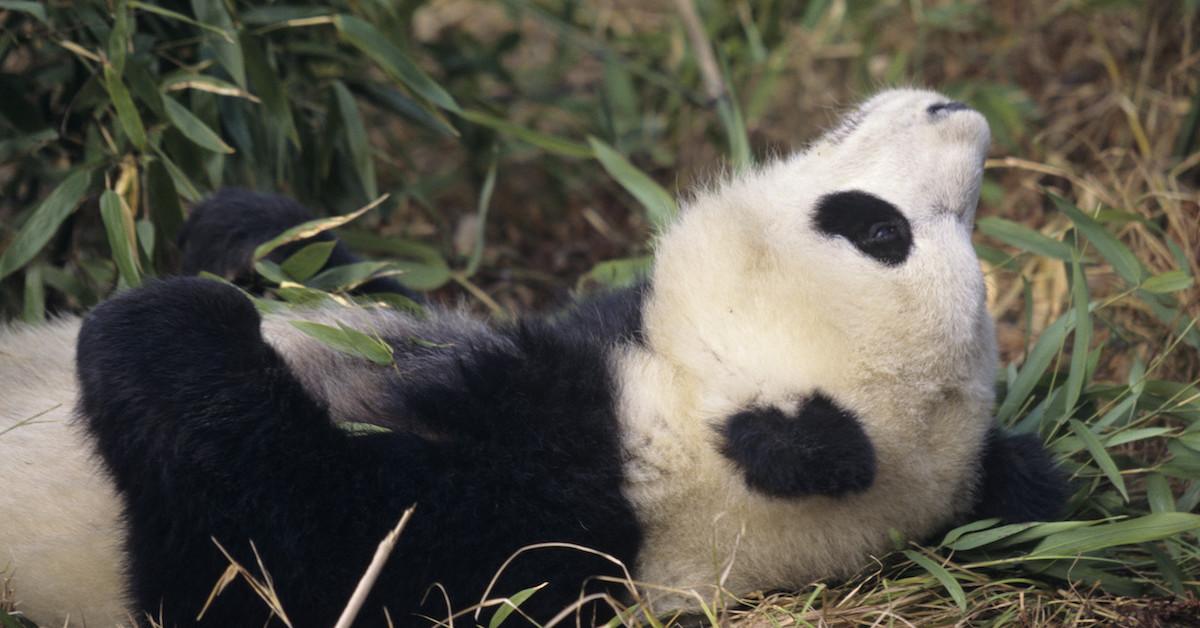 national panda day