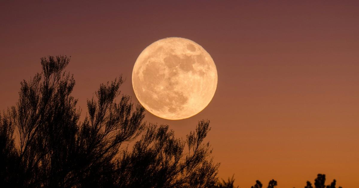 The moon appears enormous over the tree line during sunset