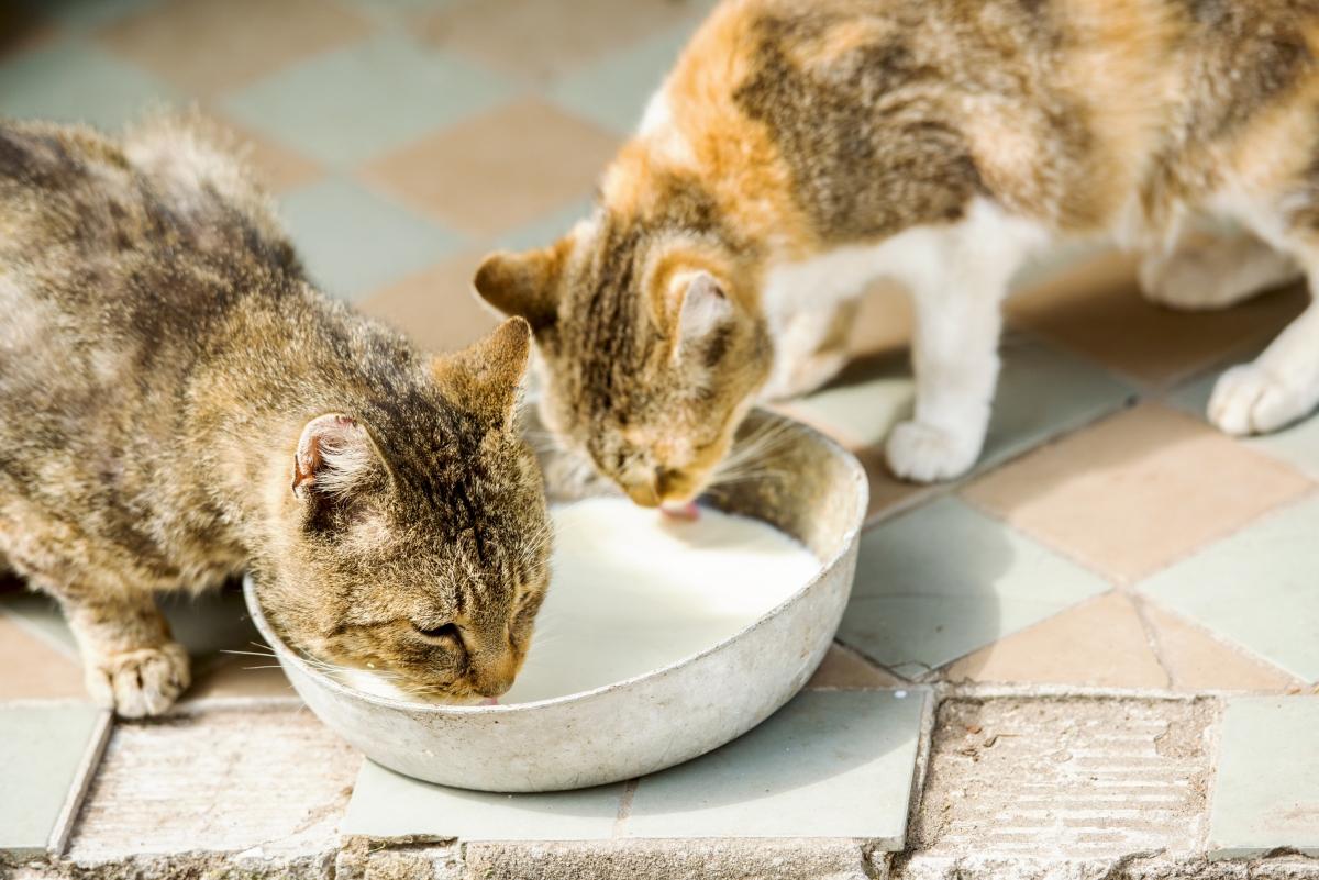 Kitten drinking outlet milk from bowl