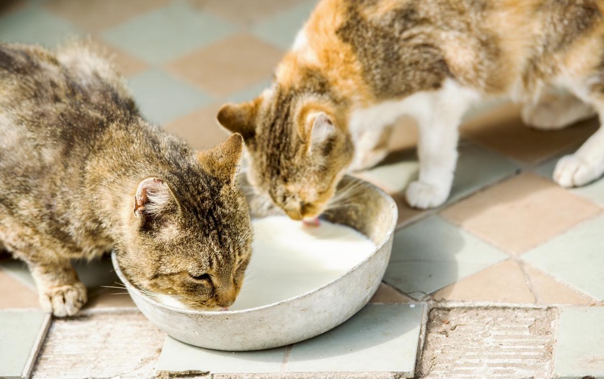 Are Cats Lactose Intolerant, Or Can They Drink Milk?