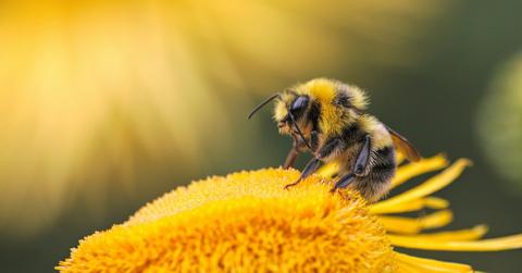 A bee gets covered in pollen while sitting on a yellow flower