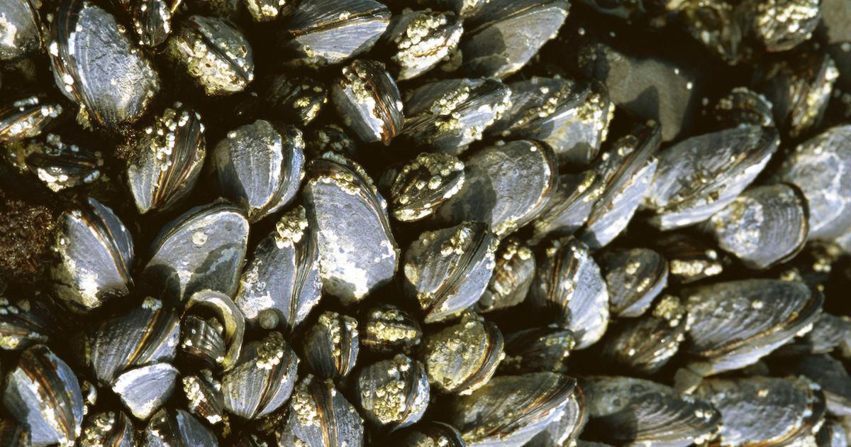 Why Do Oysters Make Pearls?