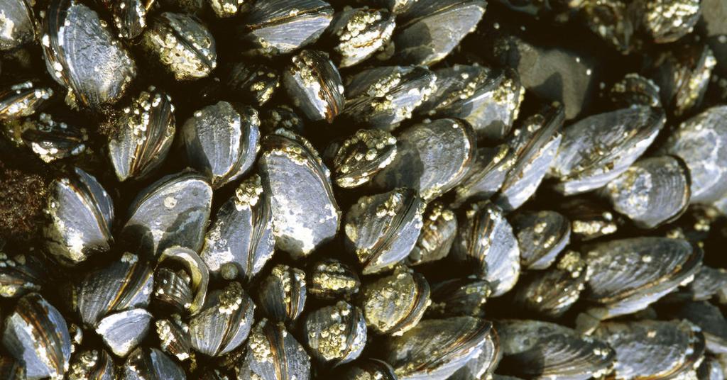 Why Do Oysters Make Pearls?