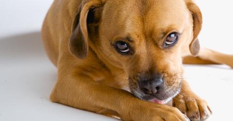 why does my dog lick his paws