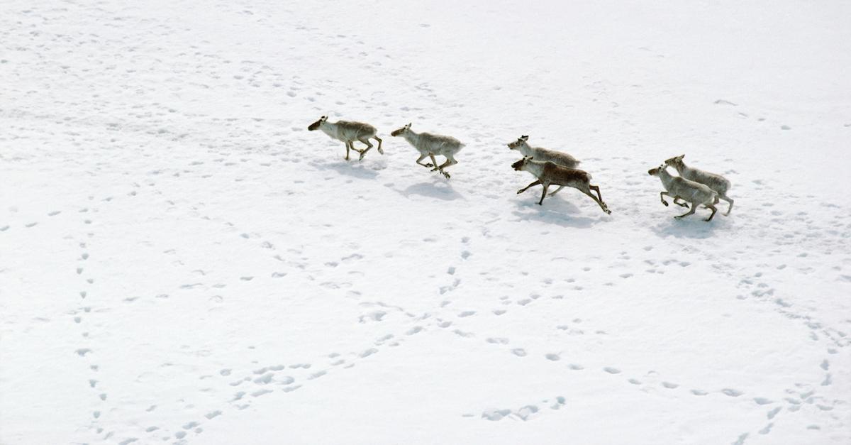 caribou alaska