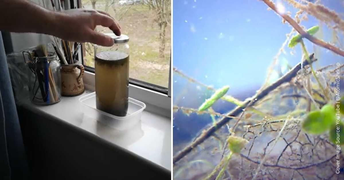 A science enthusiast collects a sample of pond water in a jar and is fascinated to see the microscopic world unfolding within. (Cover Image Source: YouTube | @AtomicShrimp)
