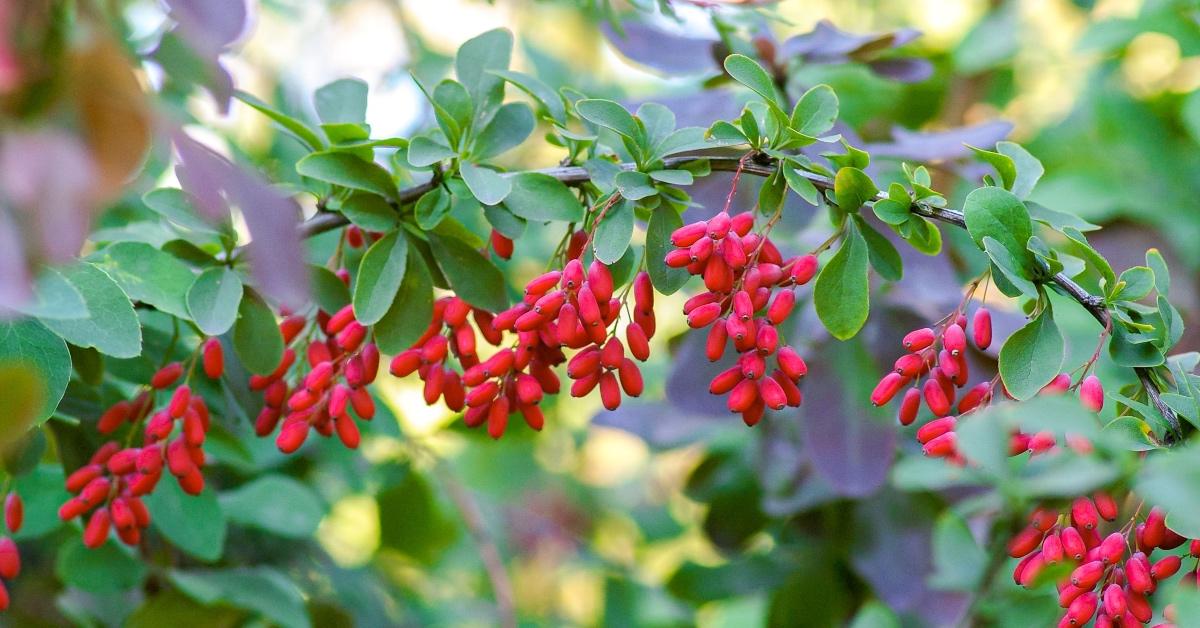 Photo of barberry, an ingredient in Berberine. 