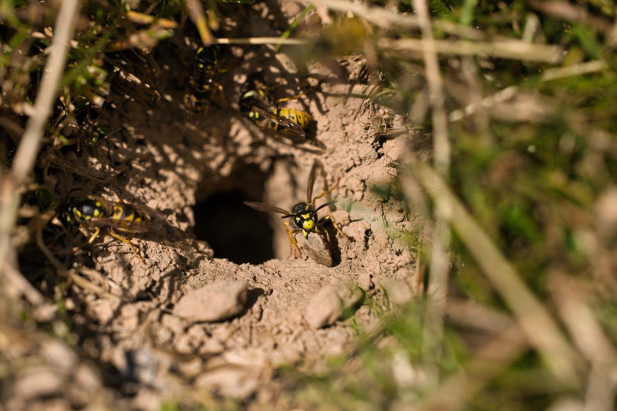 Close up of a cicada killer burrow.