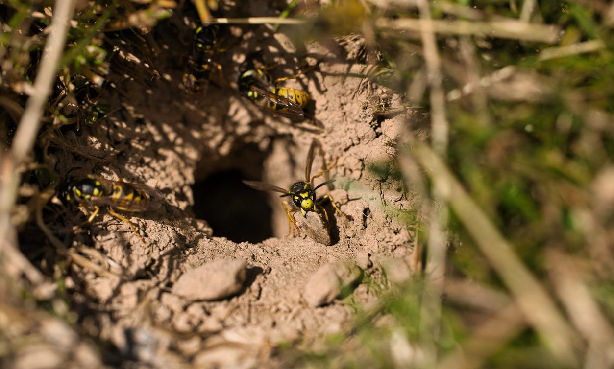 How to Get Rid of Cicada Killers: 3 Easy Methods