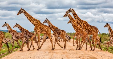 masai giraffe extinction