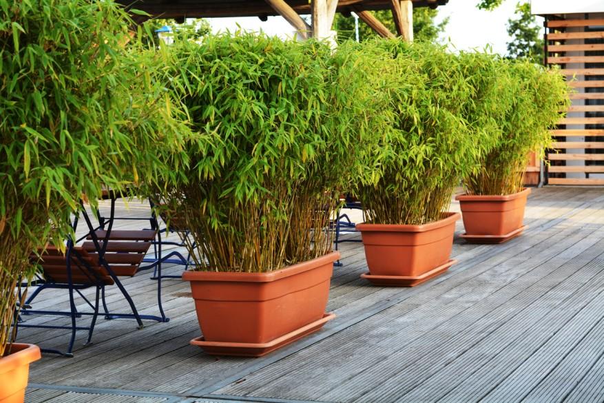 Potted bamboo is pictured in groups of four planters on a wooden deck of a home.