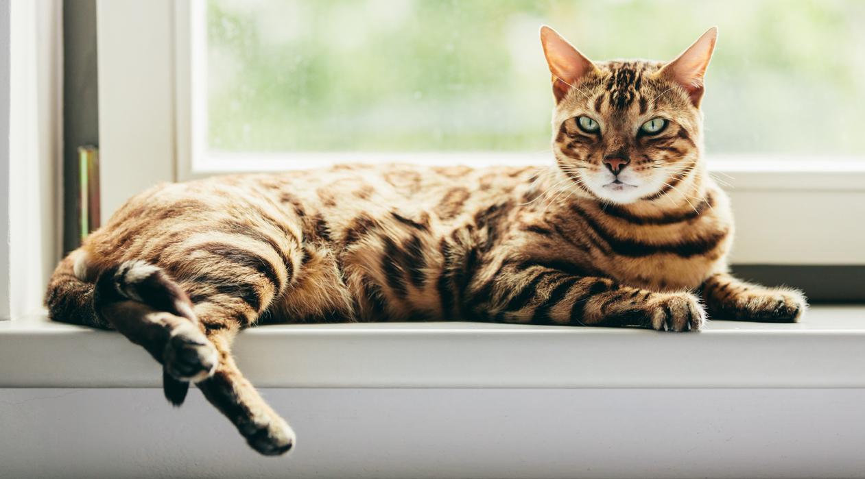 Bengal cat laying across a windowsill. 