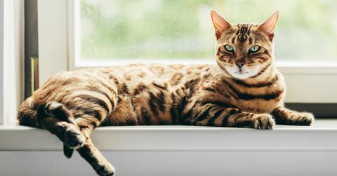 Bengal cat laying across a windowsill.