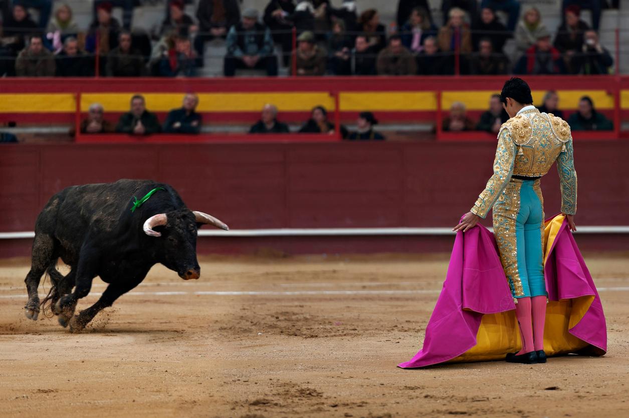 Bull getting ready to charge a matador holding a red cape during a bullfight.