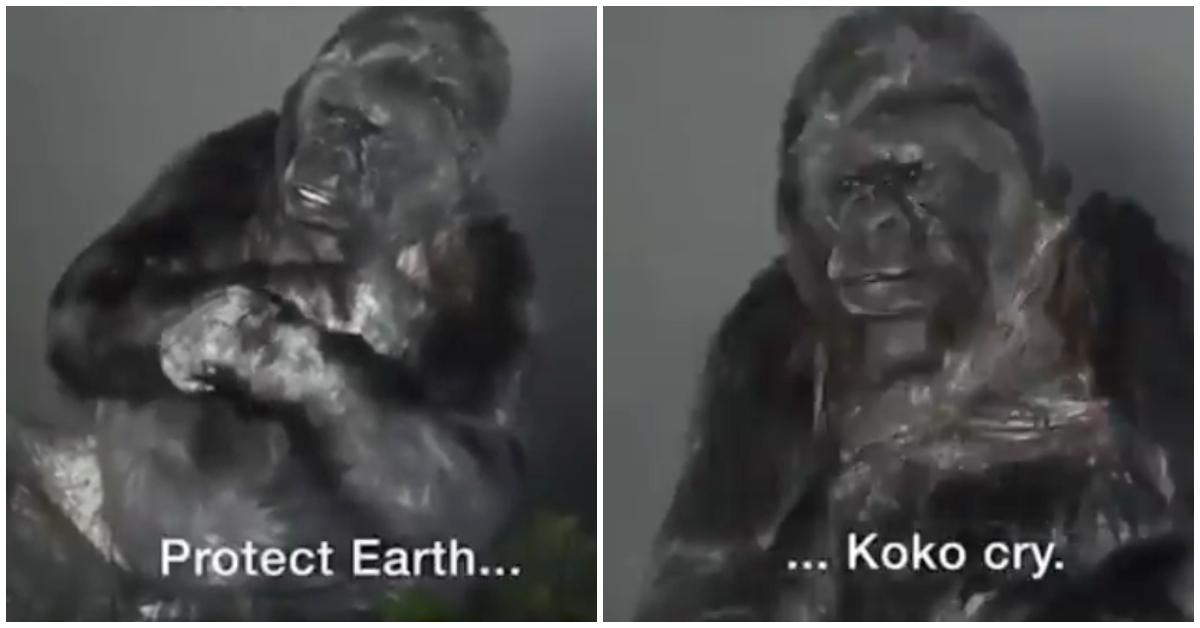 koko last words