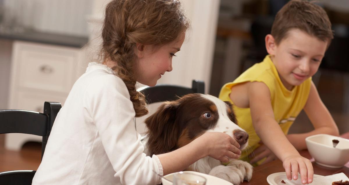 Kids feeding dogs