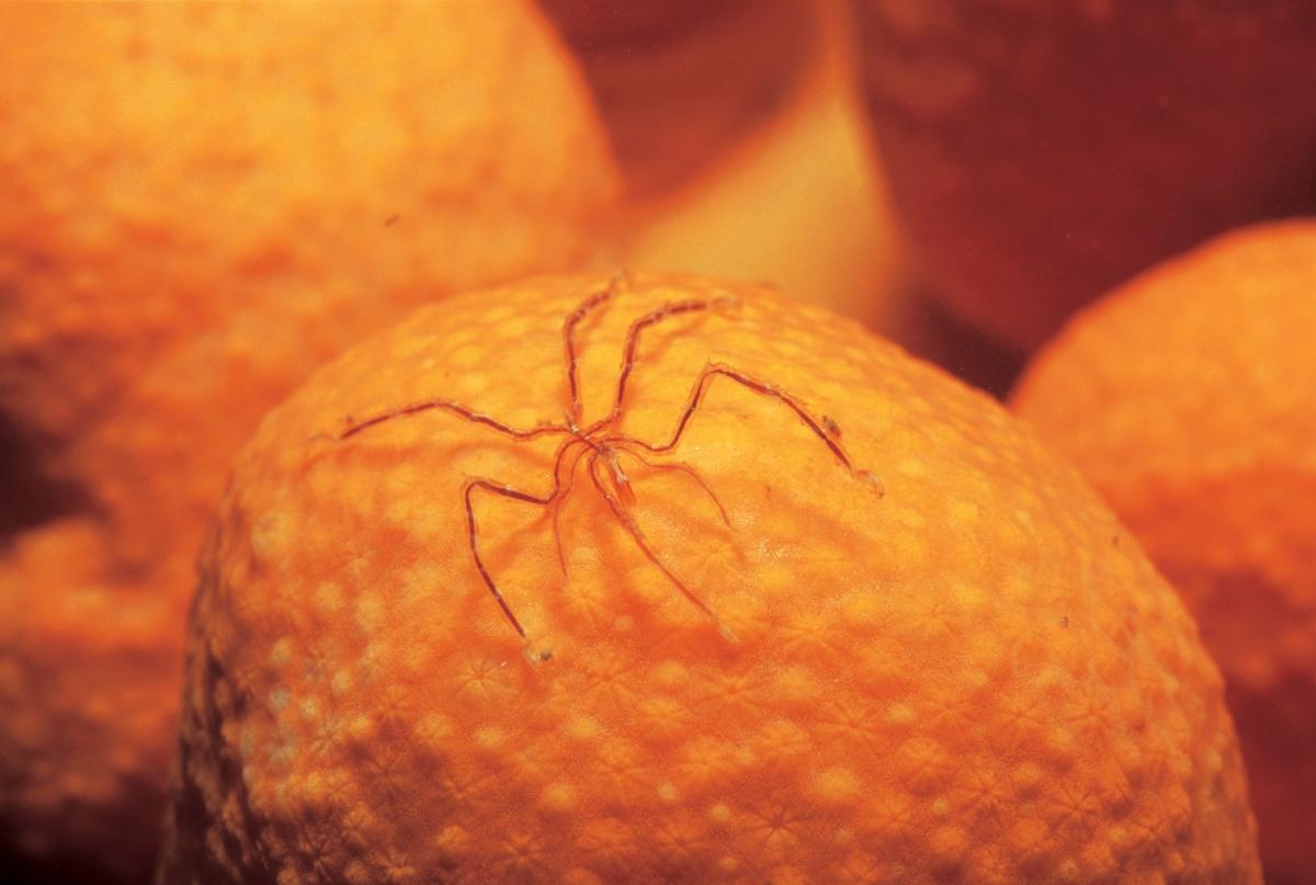 sea spider on an orange coral