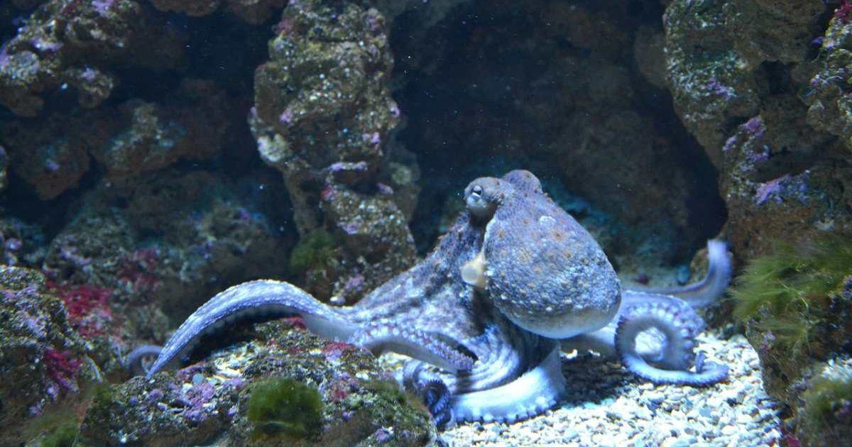 An octopus crawling into its cave deep inside the ocean. (Representative Cover Image Source: Pixabay | Glucosala)