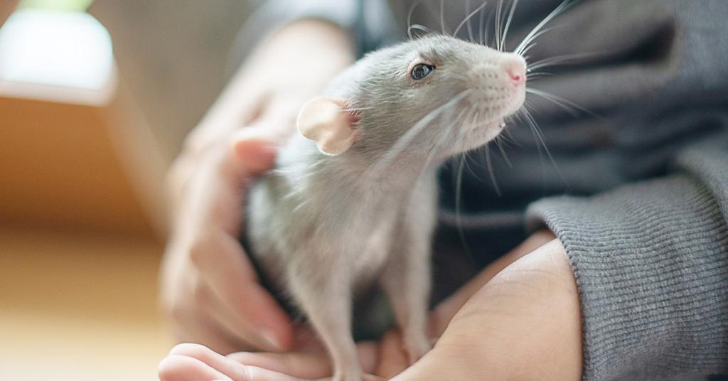 The Best Small Pets for Kids