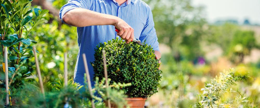 A planted boxwood bush in front of someone's house.