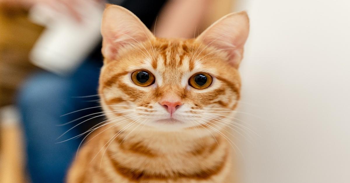 Orange kitten with pink nose looks curiously at the camera. 