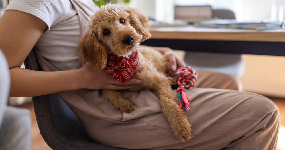 Poodle lap sale dog