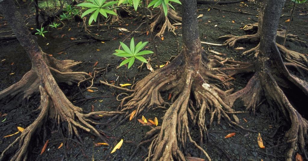 How Does Climate Change Affect Biodiversity In Marine Ecosystems How Does Climate Change Affect Biodiversity In Marine Ecosystems