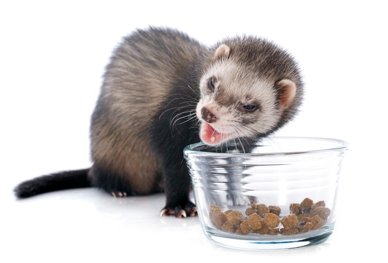 A ferret consumes food from a clear glass bowl.