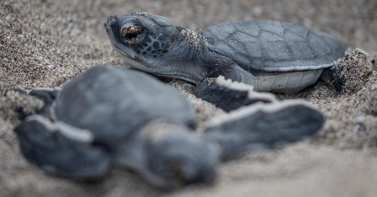 Turtle Nest