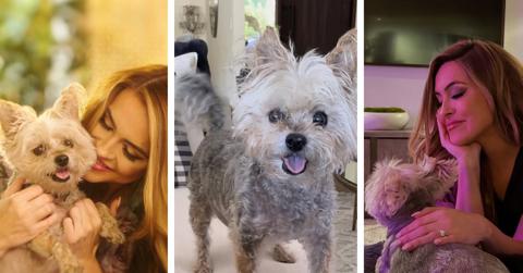 Three photos depict Chrishell Stause with her dog, Gracie.