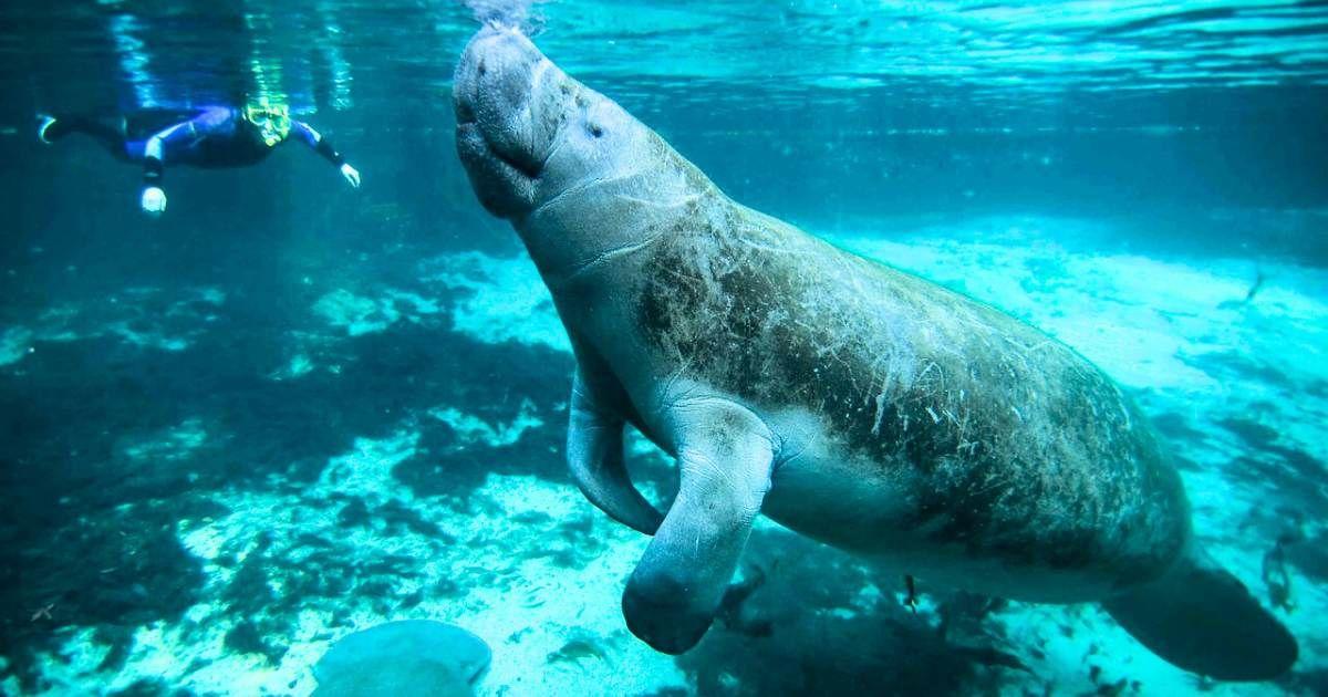 Manatee swimming up to a diver in ariver. (Representative Cover Image Source: Pixabay | Public Domain Images)