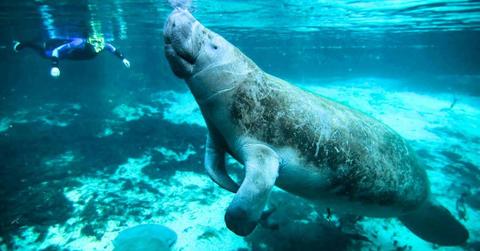 Manatee swimming up to a diver in ariver. (Representative Cover Image Source: Pixabay | Public Domain Images)