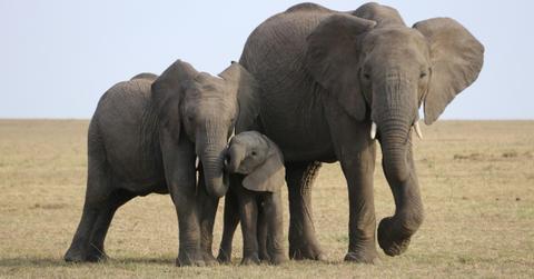 A pair of elephants surround a baby calf