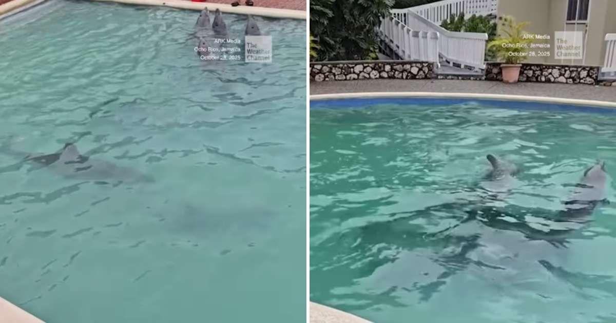 Dolphins are spending a playful time in a swimming pool in Ocho Rios after getting displaced from their original habitat due to Hurricane Melissa (Cover Image Source: Instagram | @weatherchannel)