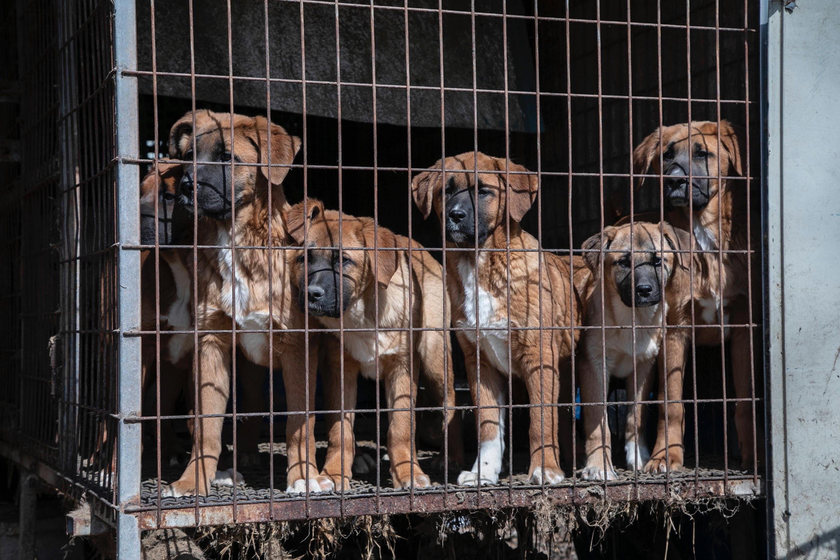 A group of puppies are shown locked in a cage at a dog meat farm in Asan, South Korea in March 2023.