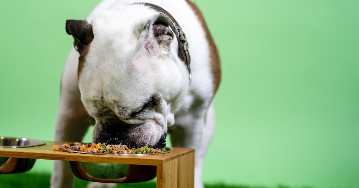 53 Foods Dogs Can Eat and Not Eat