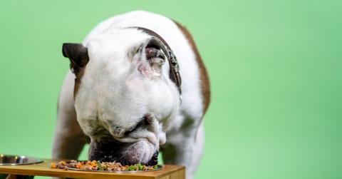 Bulldog eating cooked food.