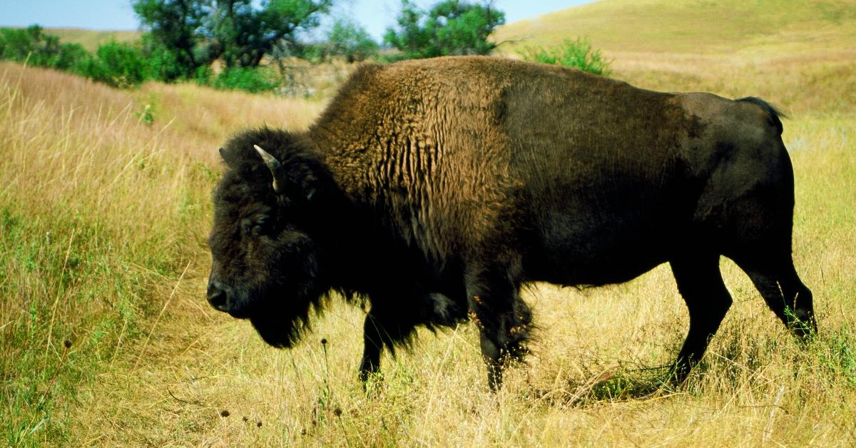 A bison walks on grass