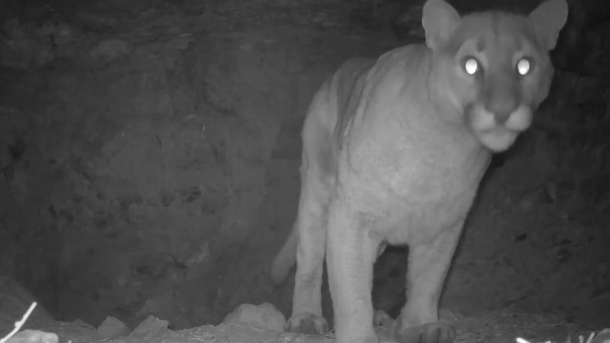 pn/afdc b a bbc ffdf