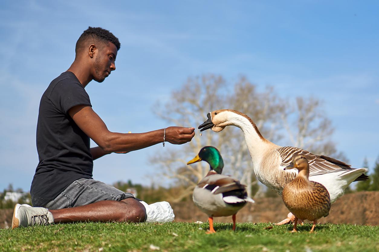 What Do Geese Eat? They Live on Grass, Grains, and More