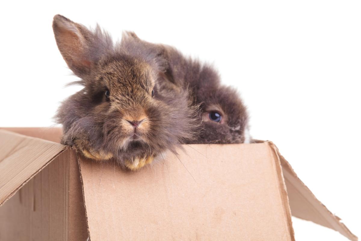 grey lionhead rabbit