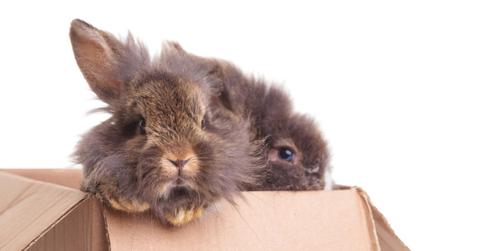 Brown and grey lionhead rabbits in cardboard box