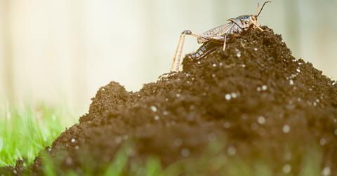Best soil for vegetable gardens